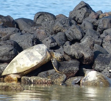 Sea turtles resting